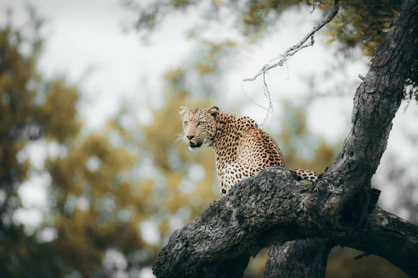 4 raisons de choisir un safari afrique pour votre prochaine aventure
